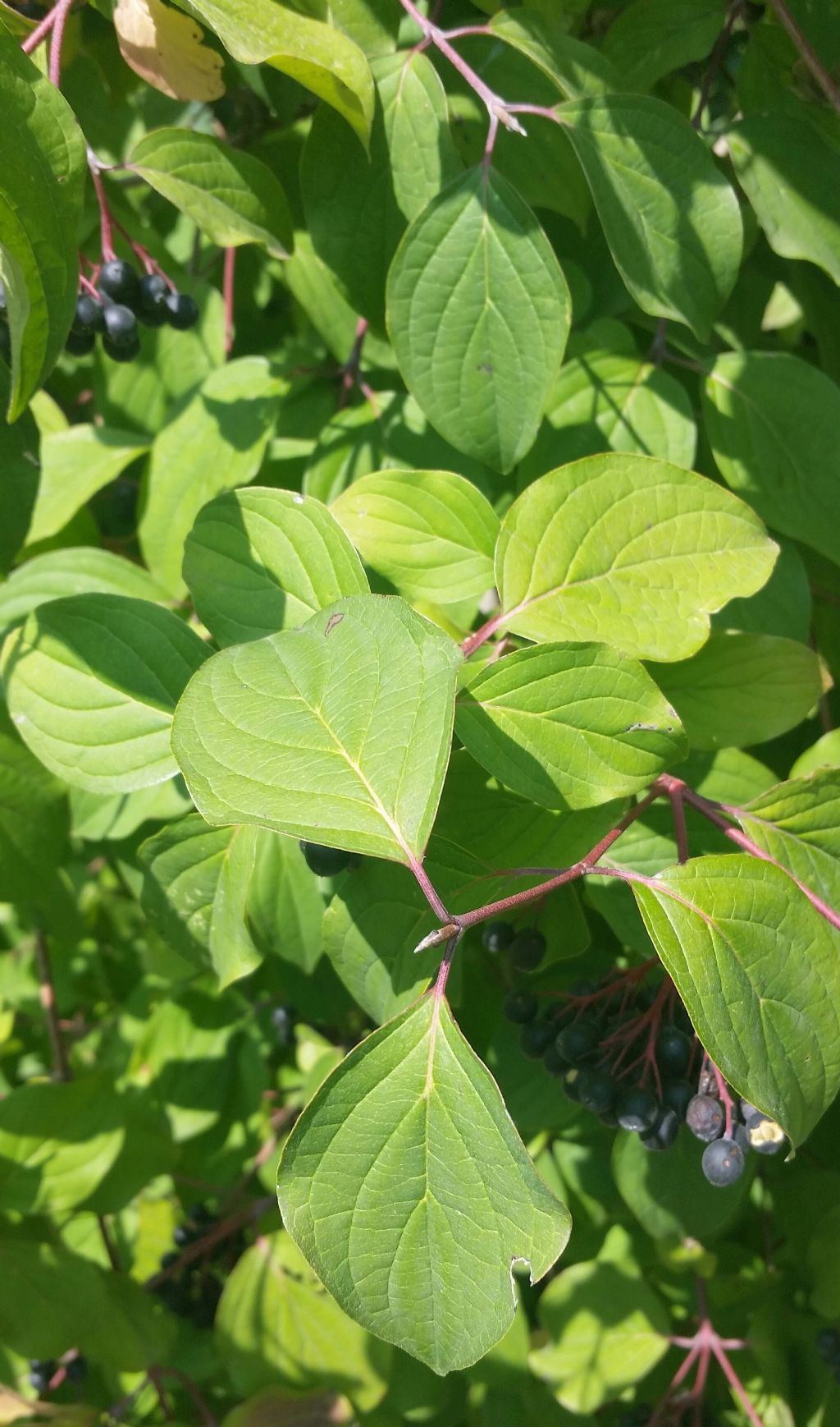 Corniolo sanguinello? si, Cornus sanguinea